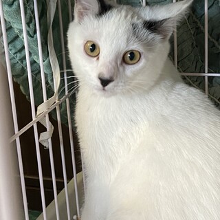 【ふわふわ雪見だいふく】みたいな、しーちゃん