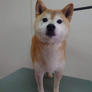 明るく人懐っこい柴犬「小梅ちゃん」