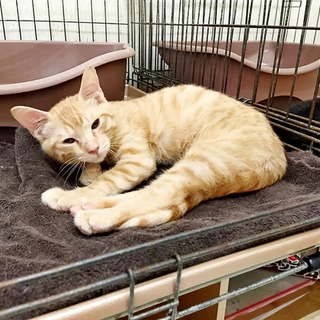 茶白｢3s206｣ SKU： 3s206