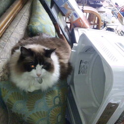 「そこはあたしの場所！」サムネイル1