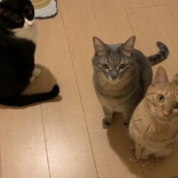 犬みたいなゆず