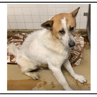 里親様辞退のため里親様再募集です