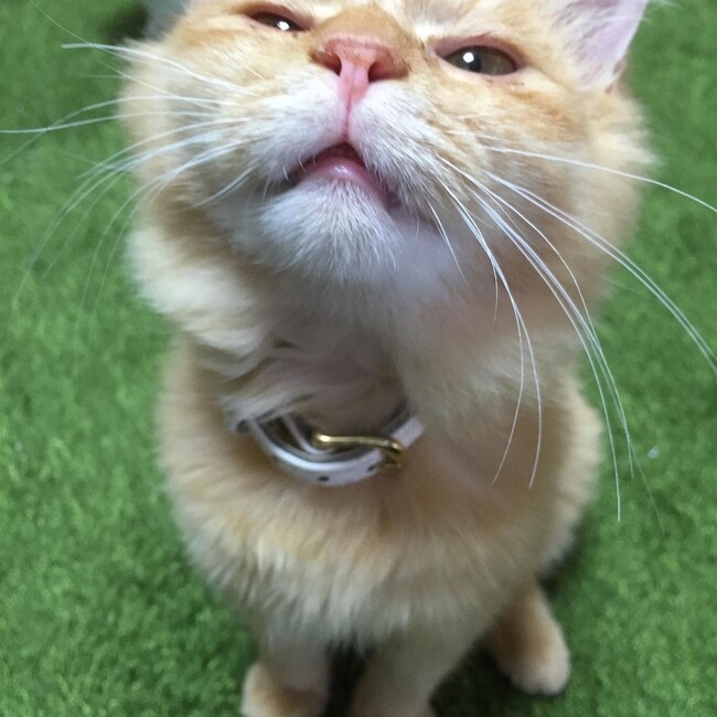 にゃたろ-のカバー写真