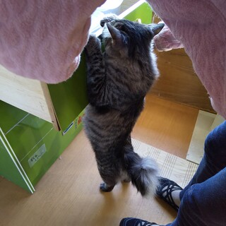 なぜか、まるげりーた～！