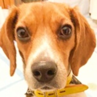 保護犬ナンバーＤ１５４０　ビーグル