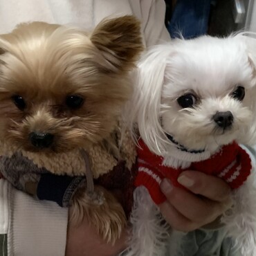 ここに登録してからヨークシャテリアのルル（保護犬年齢不詳）を家族に迎えました