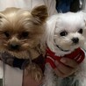 ここに登録してからヨークシャテリアのルル（保護犬年齢不詳）を家族に迎えました
