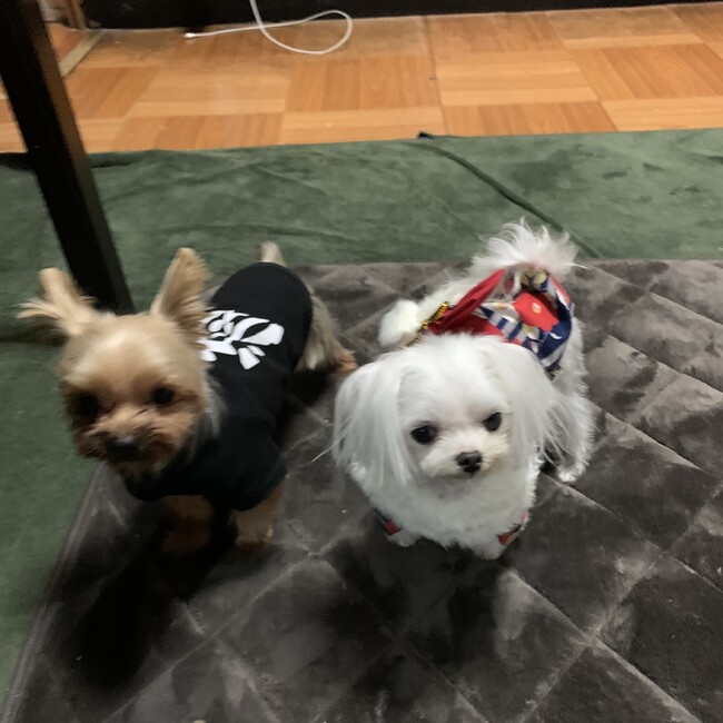 とっぷちゃんのカバー写真