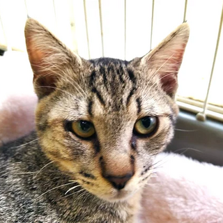 キジトラ「3ｓ172」 SKU： 3ｓ172