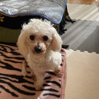 甘えん坊ビション♀モナちゃん