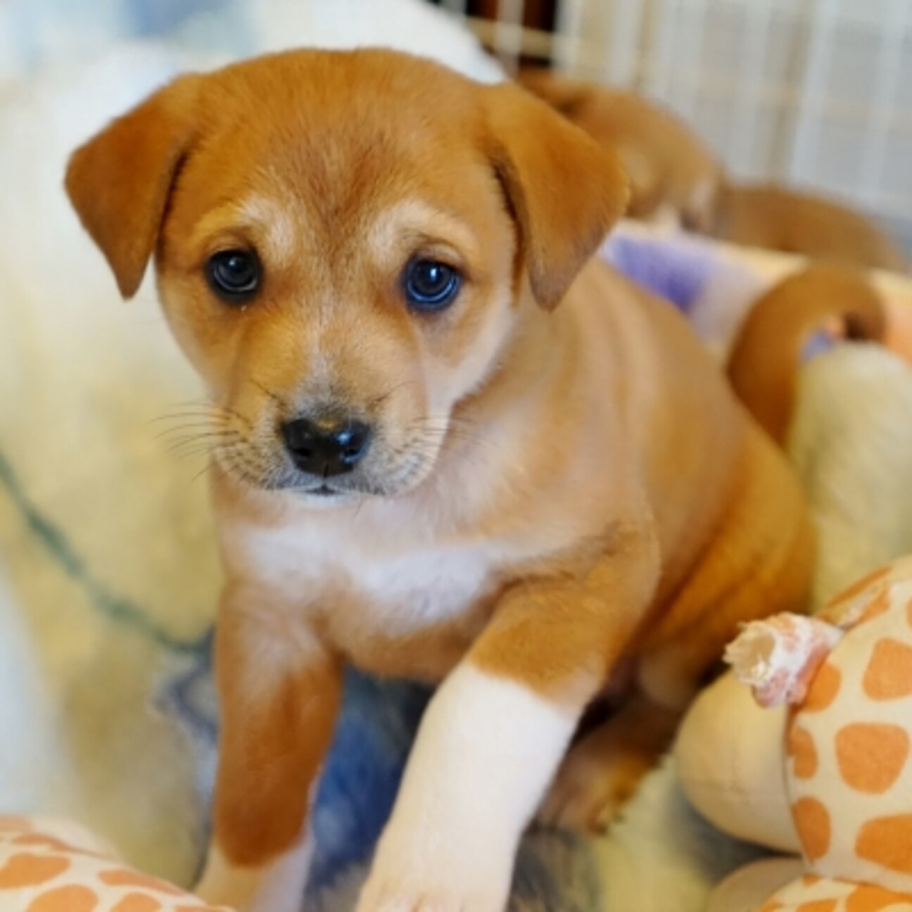 まるまる おっとりの11 茨城県 犬の里親募集 ペットのおうち 月間利用者150万人