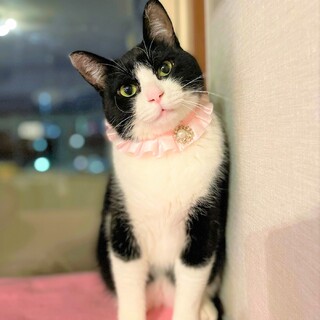 平和オーラ出すぎの逸材