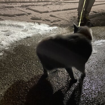 先日の雪に深夜走り回る雷ジイ(ﾟoﾟ;;若返り？ボケ？元気だからいいけど（；￣ェ￣）