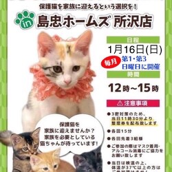 保護猫譲渡会in島忠ホームズ所沢店