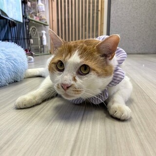 【1/16東銀座】りょうくん３歳♪