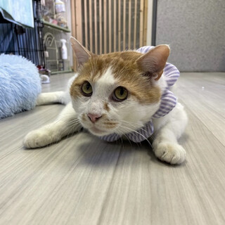 【1/30東銀座】りょうくん3歳♪