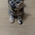 和風な雰囲気のサビ猫さん