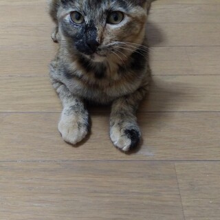 和風な雰囲気のサビ猫さん