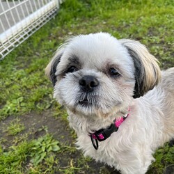 犬猫合同譲渡会