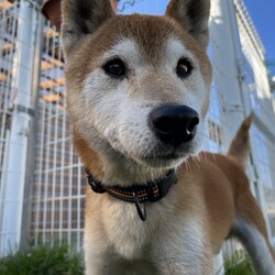 犬猫合同譲渡会 サムネイル2