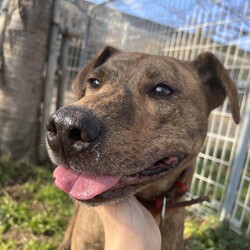 犬猫合同譲渡会 サムネイル3