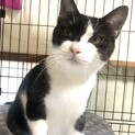 ゴロゴロ♡レディあんこちゃん1歳白黒奇跡の御手手