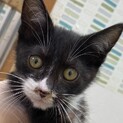 人懐っこい男の子です