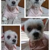控えめマルチーズ『ミミちゃん』♀ サムネイル2