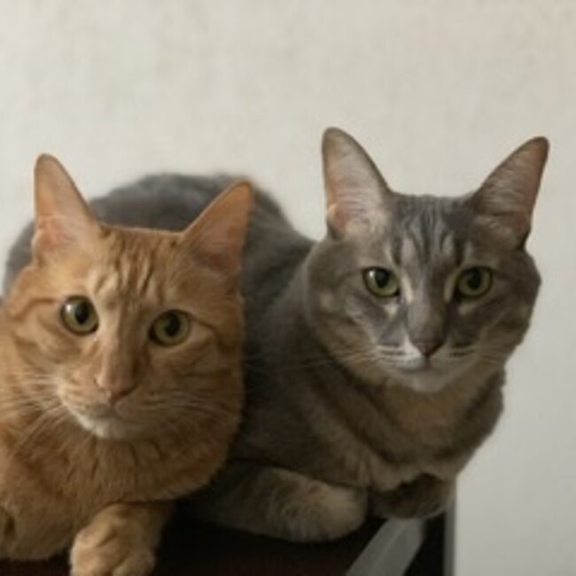 rin-mei-yuzuのカバー写真