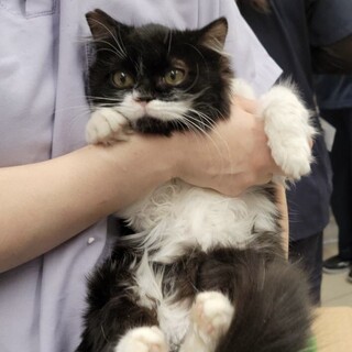 長毛ふわふわ黒白子猫