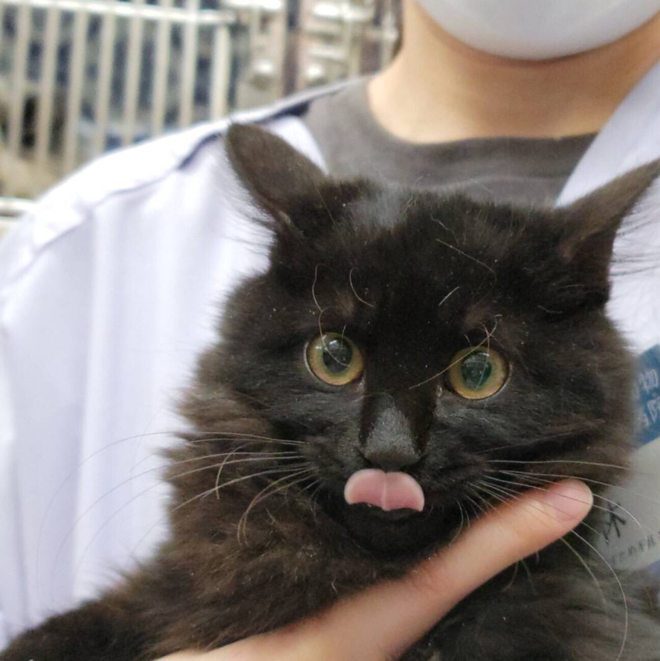 長毛ふわふわ黒子猫 神奈川県 猫の里親募集 ペットのおうち 月間利用者150万人