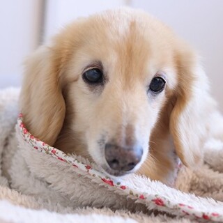 元気な14歳のダックスだにーくん