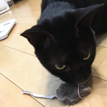 以前、飲み込んで大変だったネズミを久しぶりに買ってしまいました。飲み込まないように遊ばない時は片付ける！と、決めました。