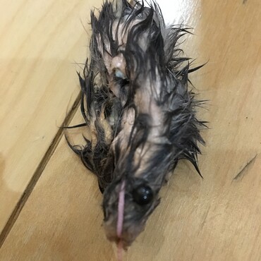 久しぶりのネズミに大喜びで、10分後の姿をパシャリ。片付けると決めたネズミのシッポも吊り紐も千切れてゴミ箱行きに…。