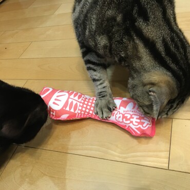 初めて買ってみたオモチャのプレゼント♡猫キックの写真はぶれぶれで撮れませんでした。気に入ってもらえて良かった♡