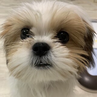 生後約五ヶ月シーズーパピー♡甘えっ子ラーくん