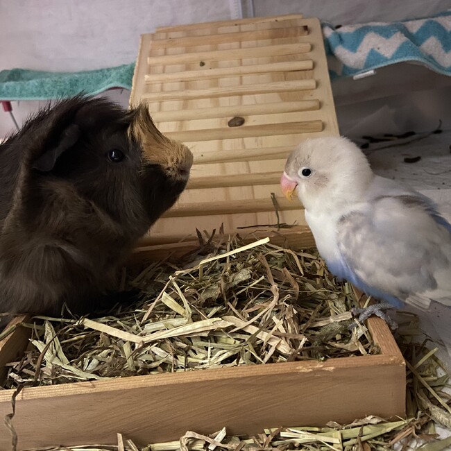 ぽつはぐのカバー写真