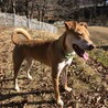 ピット×日本犬ミックス？大きめ中型犬の太緒(たお) サムネイル2