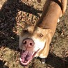 ピット×日本犬ミックス？大きめ中型犬の太緒(たお) サムネイル3