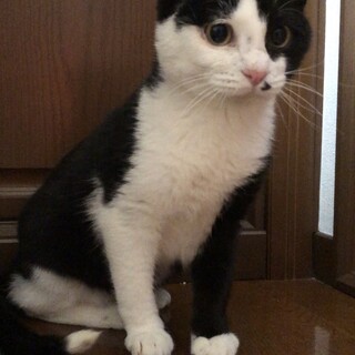 足を怪我しています。