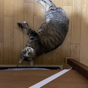 シートちっこまみれでも気にしない(･･;)幸せの価値観の違い…チビ春ルンバ(ｰ ｰ;)