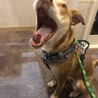 ピット×日本犬ミックス？大きめ中型犬の太緒(たお) サムネイル5