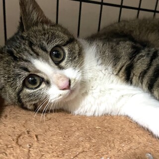 里親決定。さとみちゃん5ヶ月