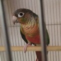 雌のウロコメキシコインコ、プリンセスちゃん