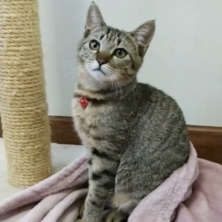 ビビりな甘えん坊☆モフモフあんこちゃん