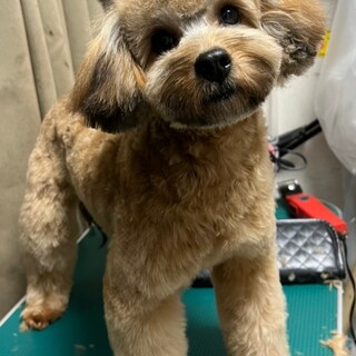 ♥アンちゃん♥とっても元気なMIXの女の子