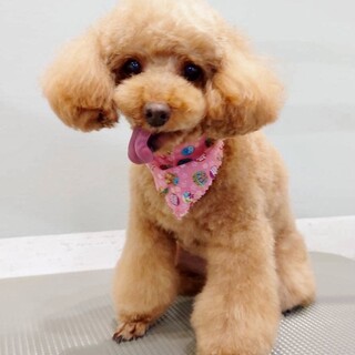 おしとやかで愛らしい抱きしめたくなるパーシーちゃん