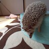 ハリネズミ里親募集 サムネイル4