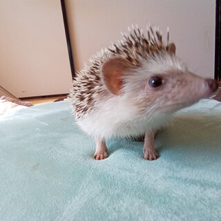 ハリネズミ里親募集