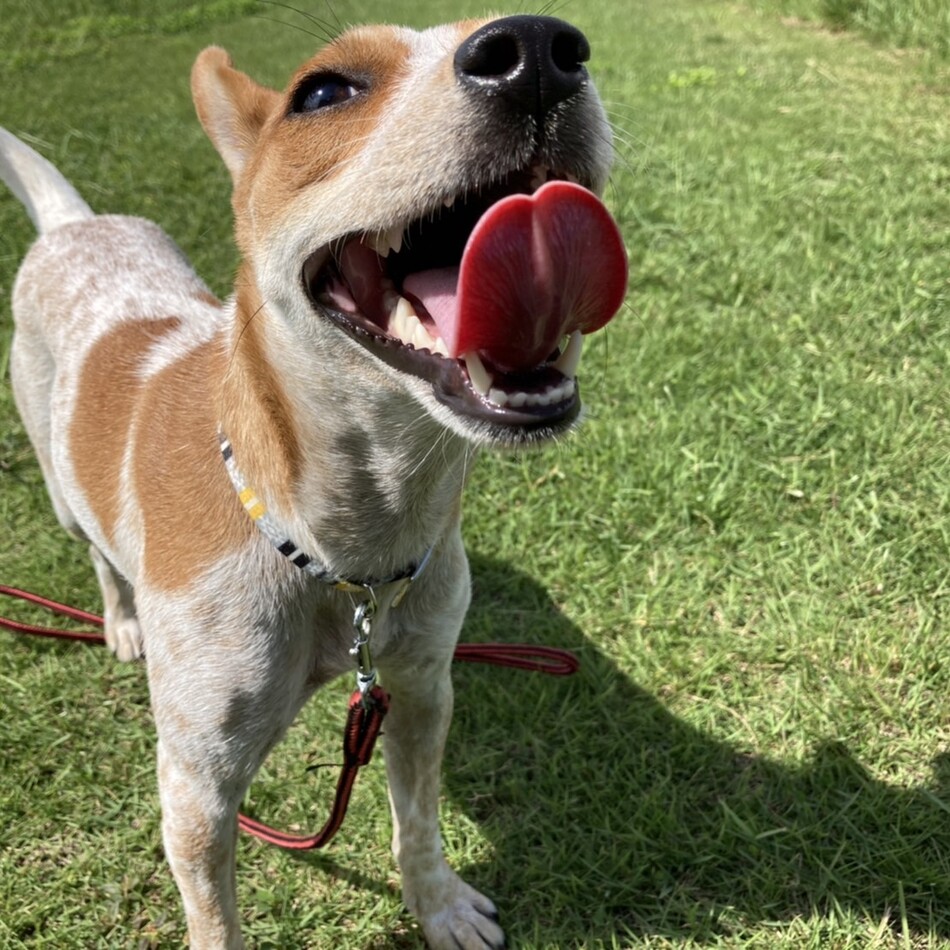 モシヤのカバー写真